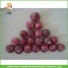 Good Quality Chinese Fresh Onion Factory